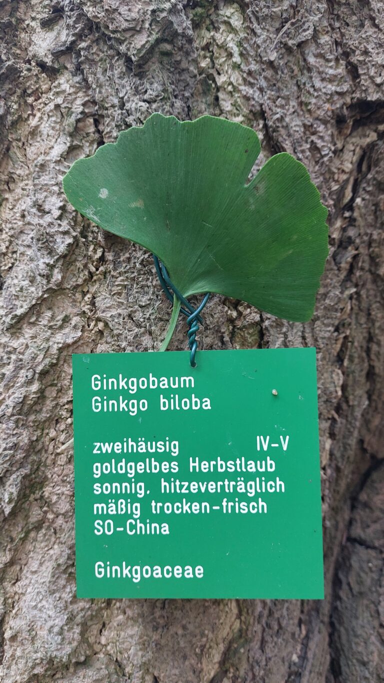 Hermannshof Ginko Baum